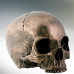 Life Size Bronze Skull Head 8034 by YTC Summit Collection