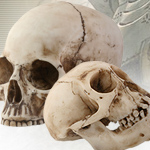 Life Size Human Skull Head 8035 and Monkey Skull 8036 by YTC Summit Collection