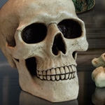 Life Sized cold cast resin Skull money bank 4375