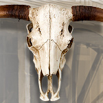 Cast Resin Western Steer Skull Life-Size Replica NW1736