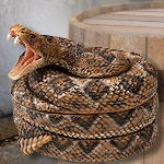 Coiled Rattle Snake Jewel Box NW1980